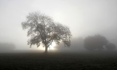 L'arbre dans le brouillard