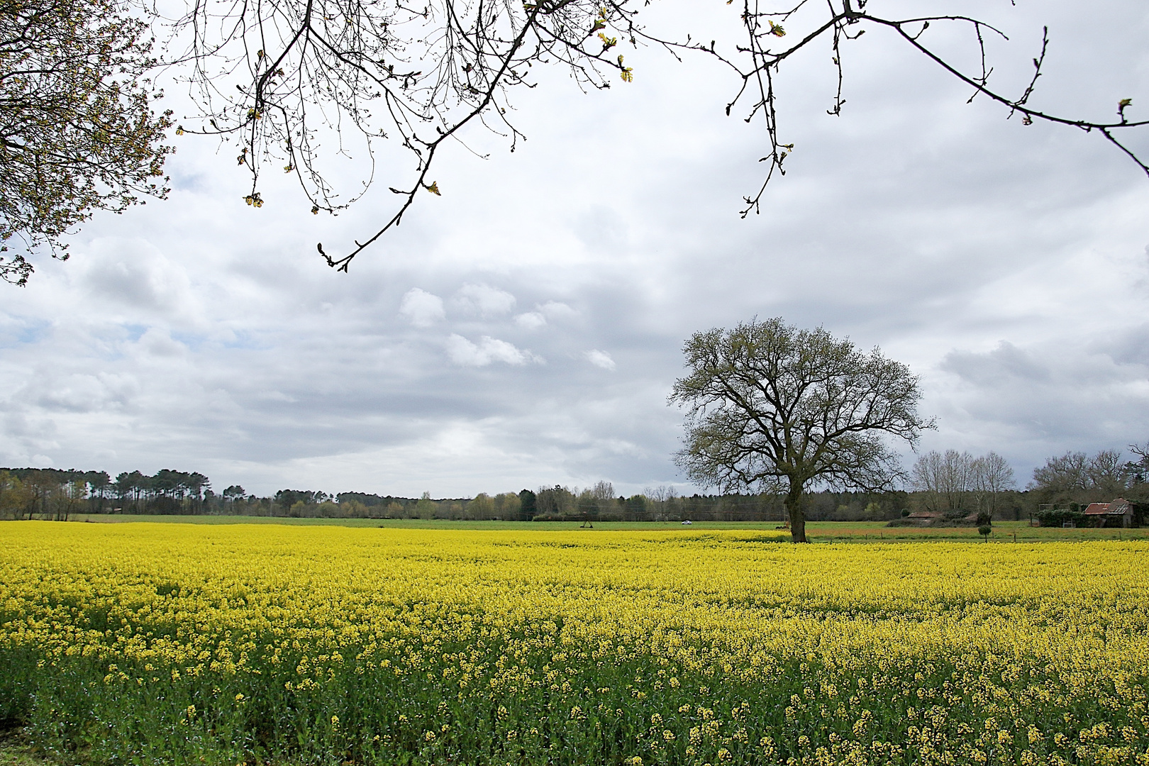 l arbre dans le champ photo et image nature Images l arbre dans le champ photo et image nature Images