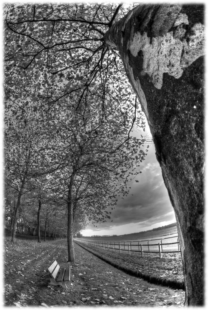 L'arbre dans le coin