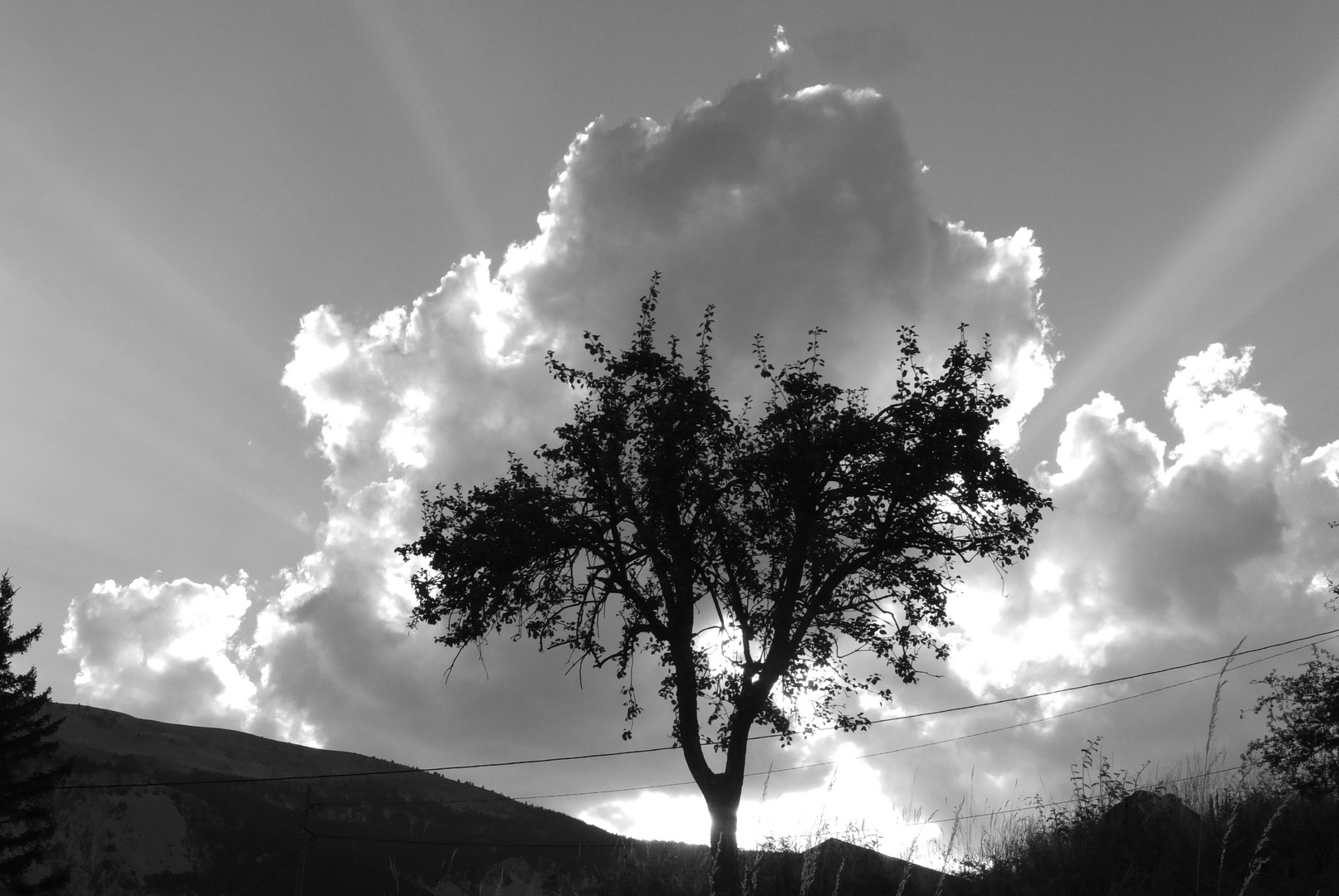 L'arbre dans le nuage