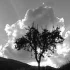 L'arbre dans le nuage