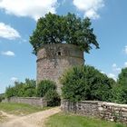 l'arbre dans le pigeonnier