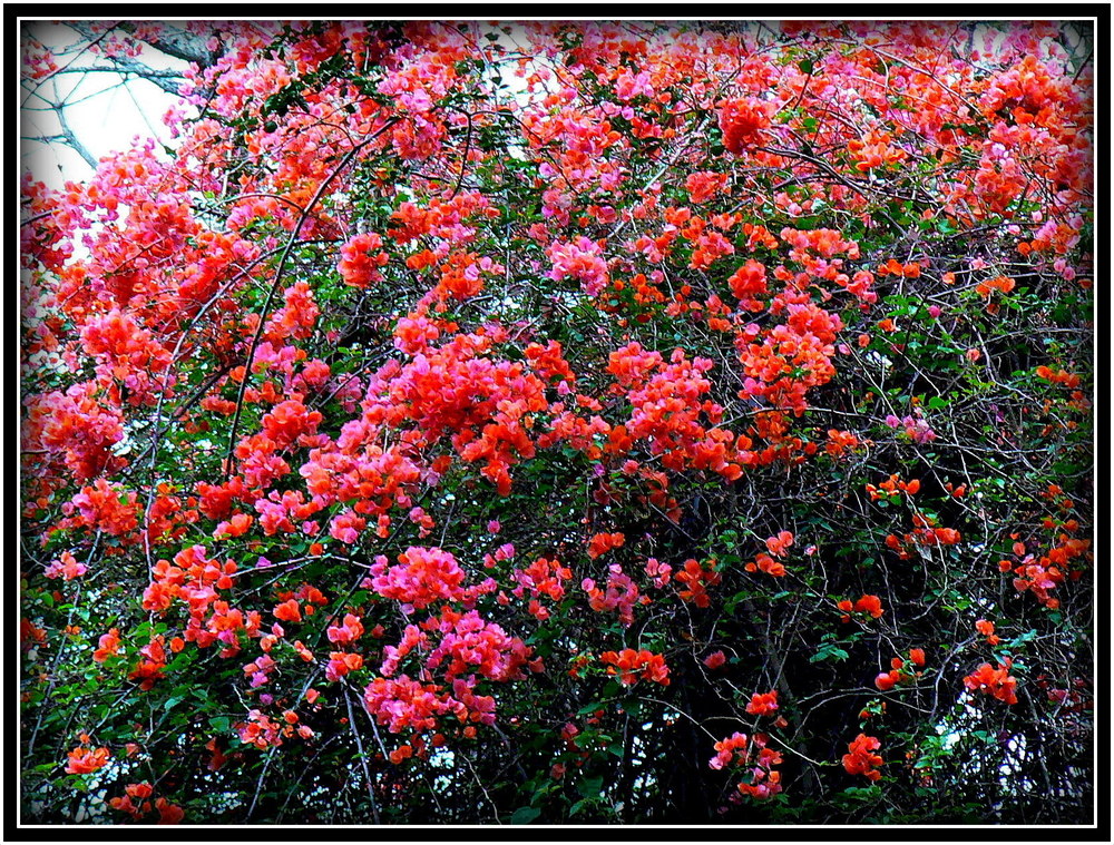 L'ARBRE DE BOUGAINVILLE