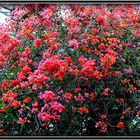 L'ARBRE DE BOUGAINVILLE