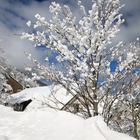 L'arbre de coton