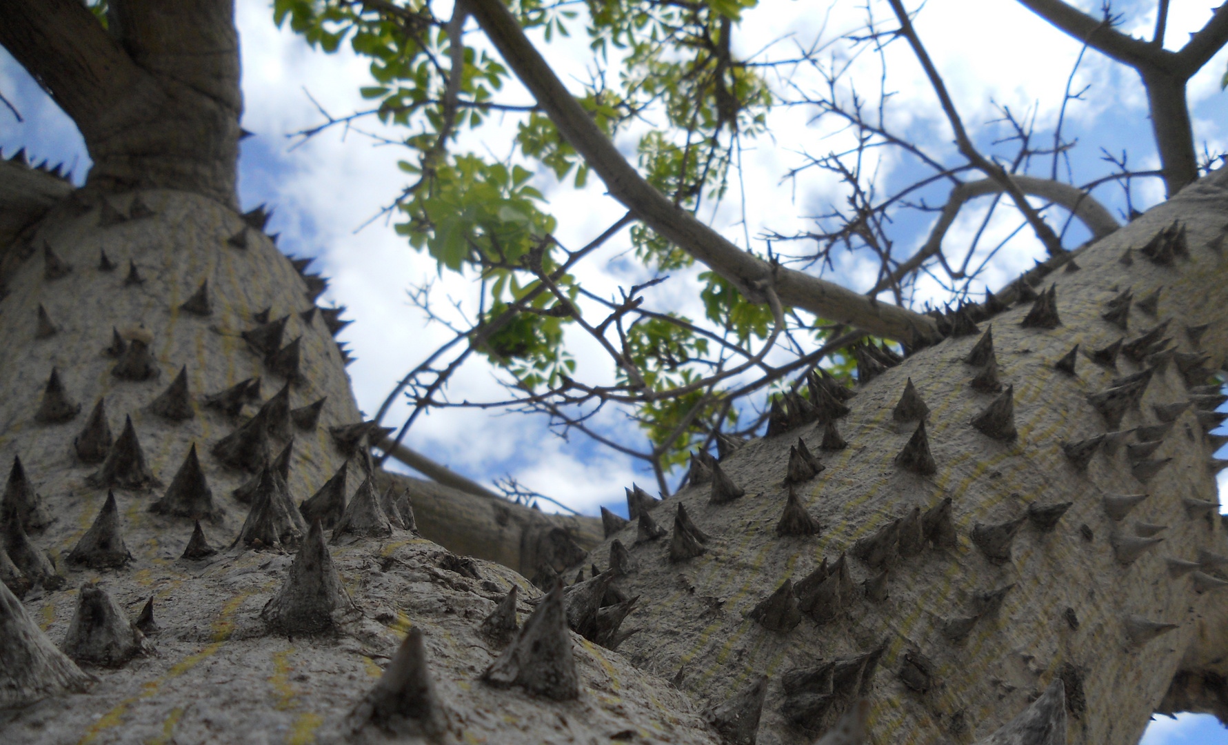 l'arbre de pique