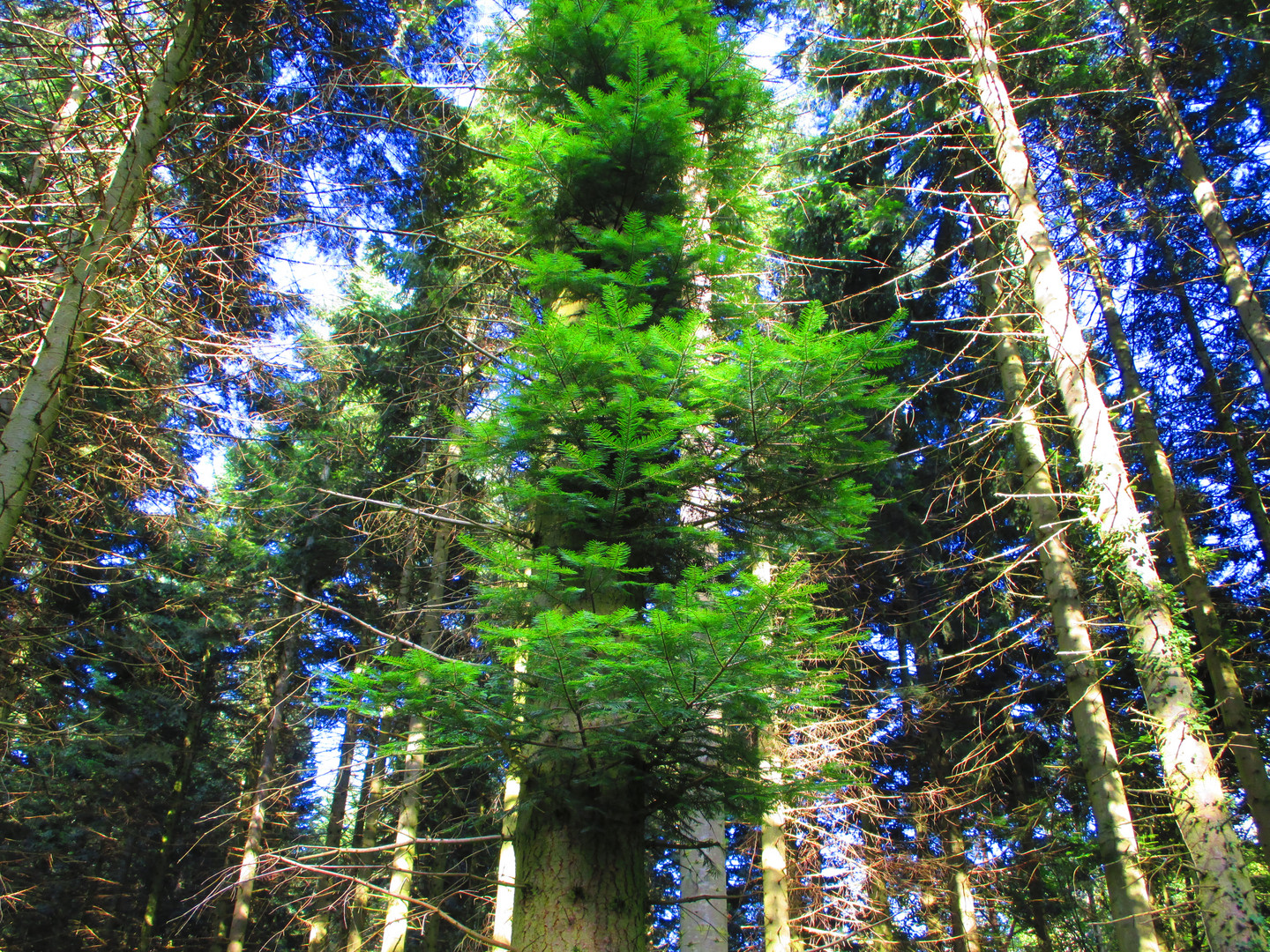  l'arbre de VIE