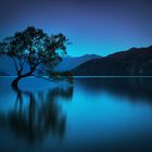 L'arbre de Wanaka