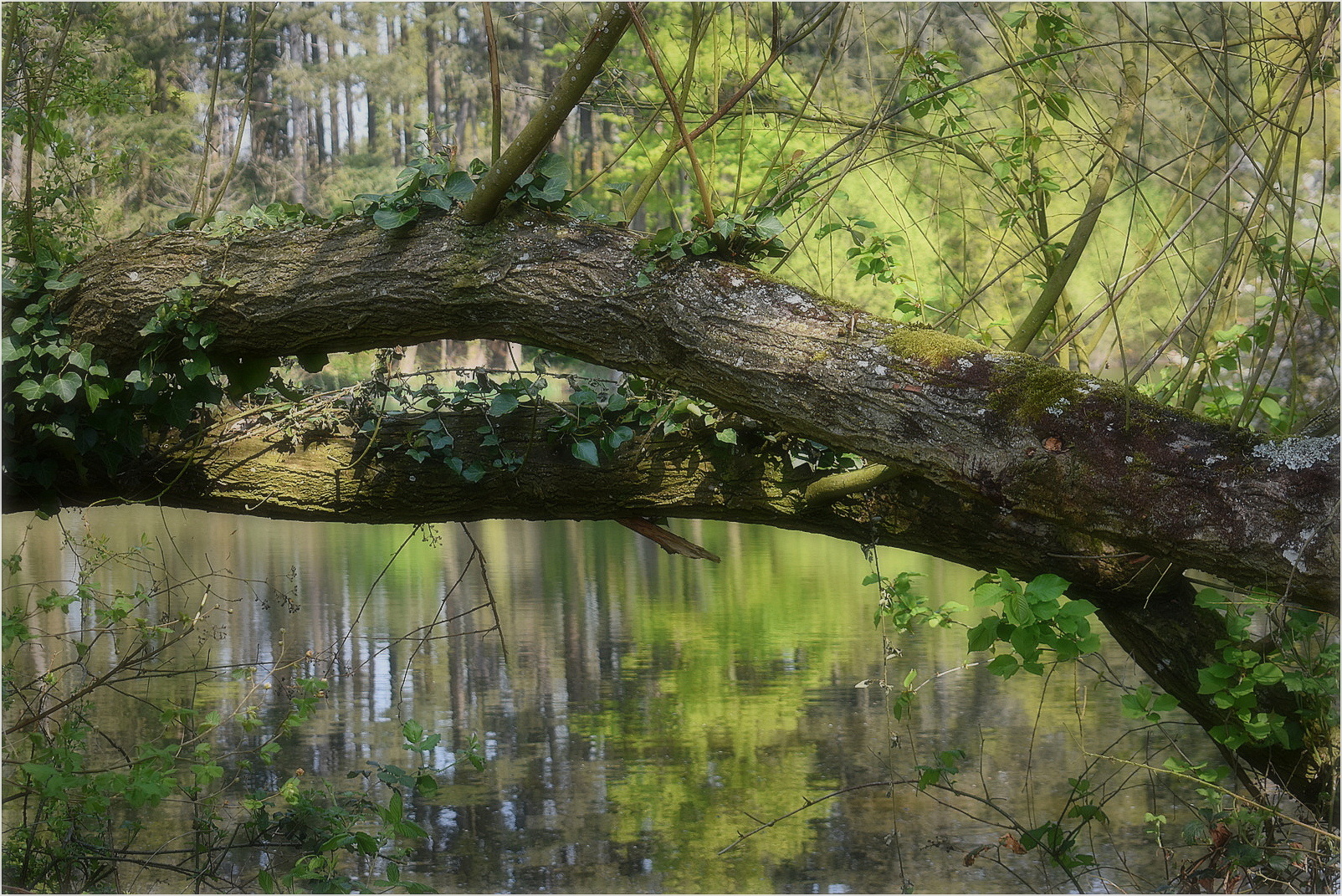 l'arbre déraciné