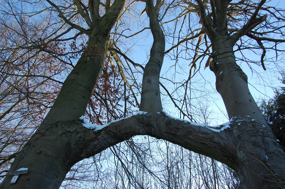 l'arbre des amoureux