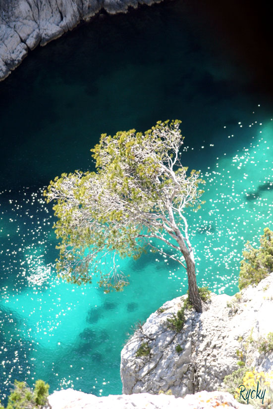 L'arbre des calanques