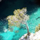 L'arbre des calanques