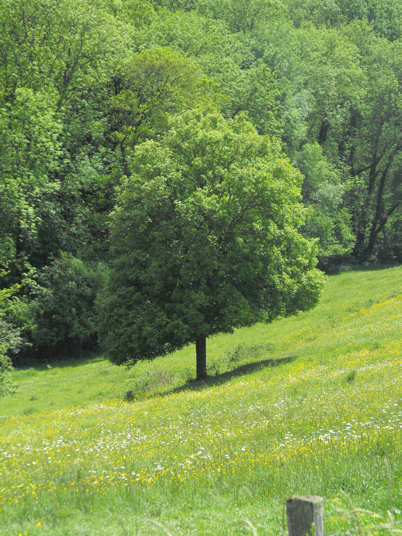 L´arbre diagonal