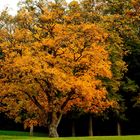 l'arbre d'or