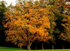 l'arbre d'or