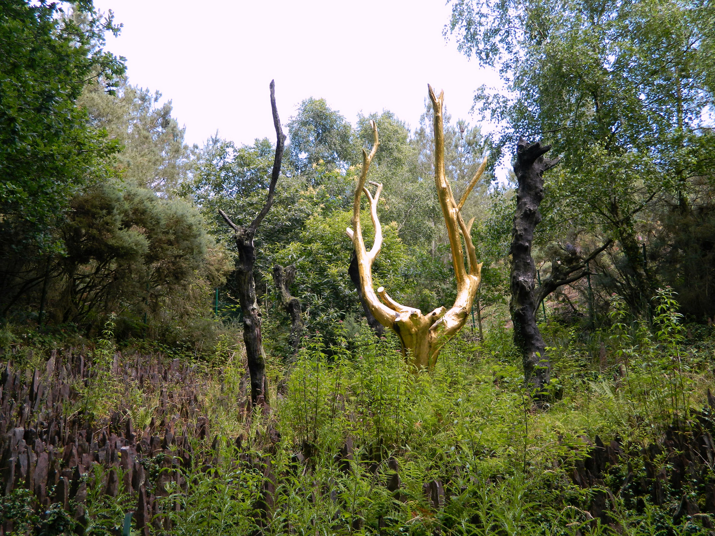 L'Arbre d'Or dans la forêt de Brocéliande