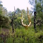 L'Arbre d'Or dans la forêt de Brocéliande