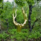 L'arbre d'or, forêt de Brocéliande (Morbihan)