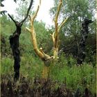 l'Arbre d'Or in Fôret de Brocéliande, der Legendenwald