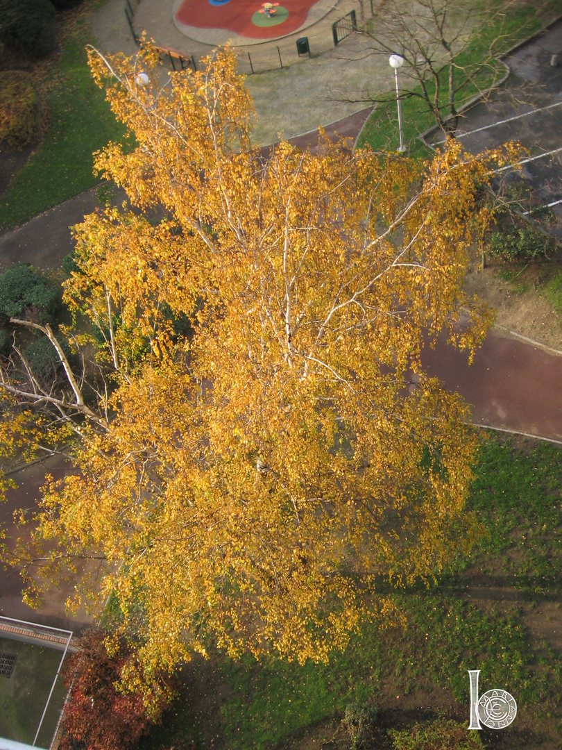 l'arbre doré