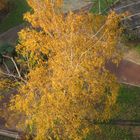 l'arbre doré