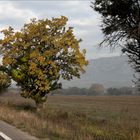 L'arbre doré le long de la route 