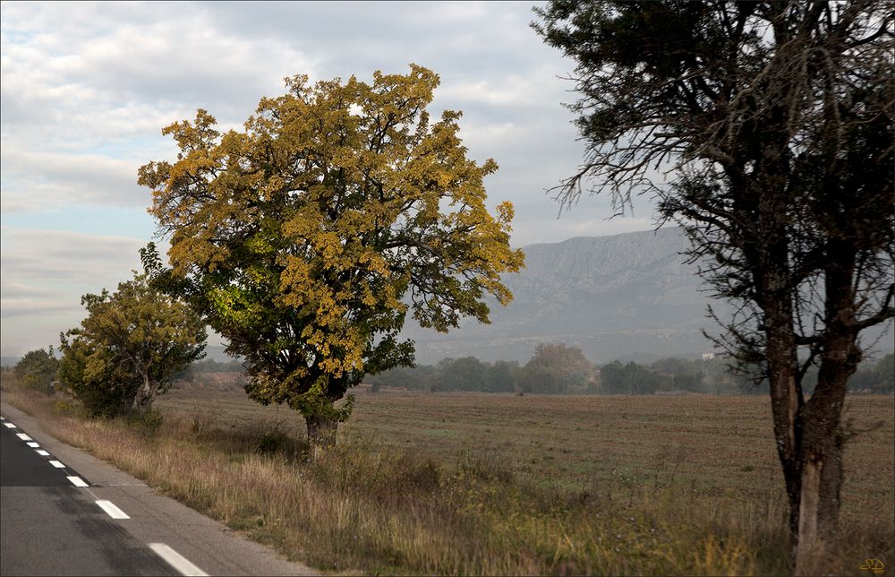 L'arbre doré le long de la route 