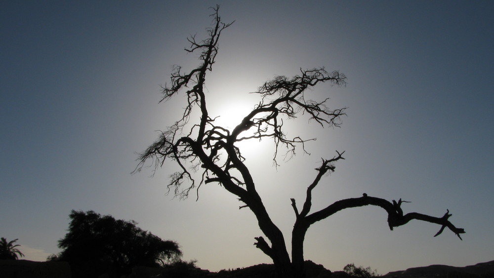 l'arbre du desert