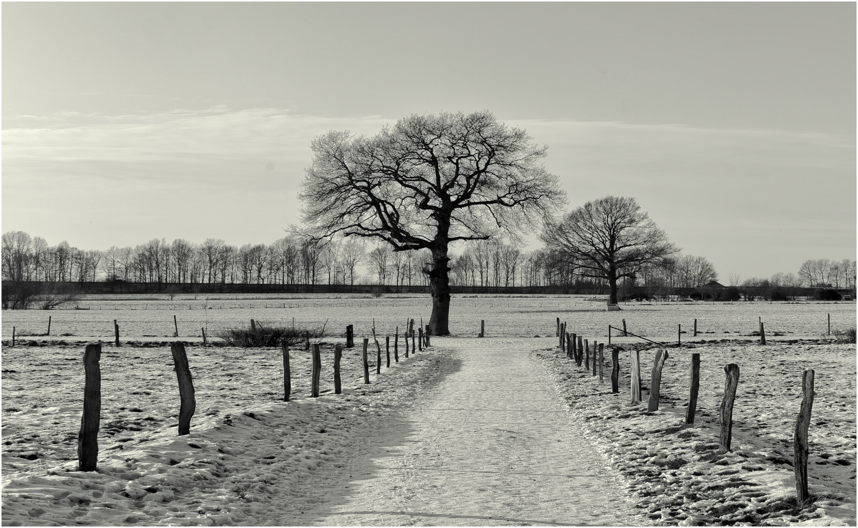 l'arbre