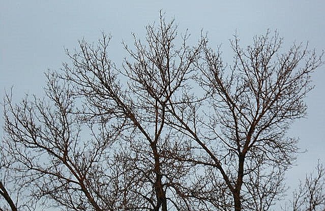 L'arbre écrivain