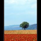 L'arbre en Aout