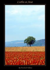 L'arbre en Aout