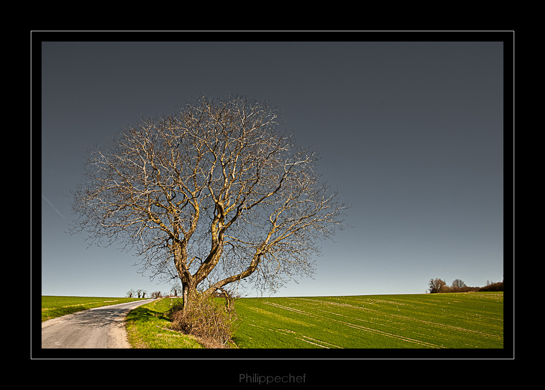 l'arbre en bord de route