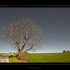 l'arbre en bord de route