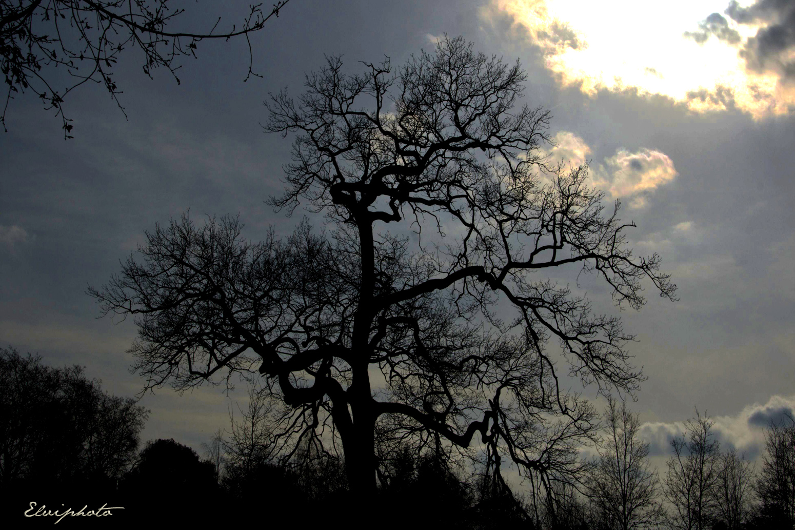 L'arbre en contre-jour