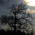 L'arbre en contre-jour