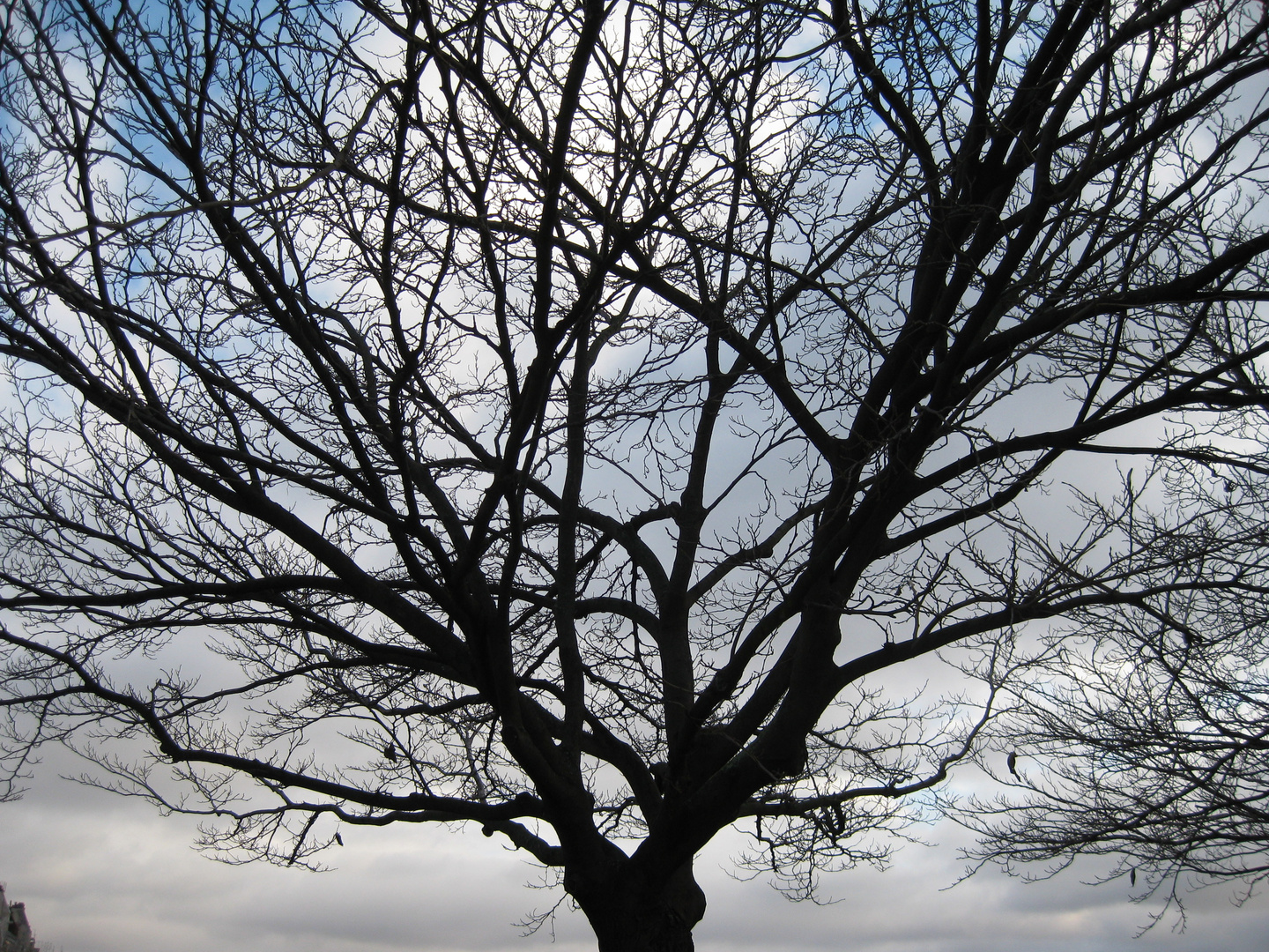 L'arbre en hiver