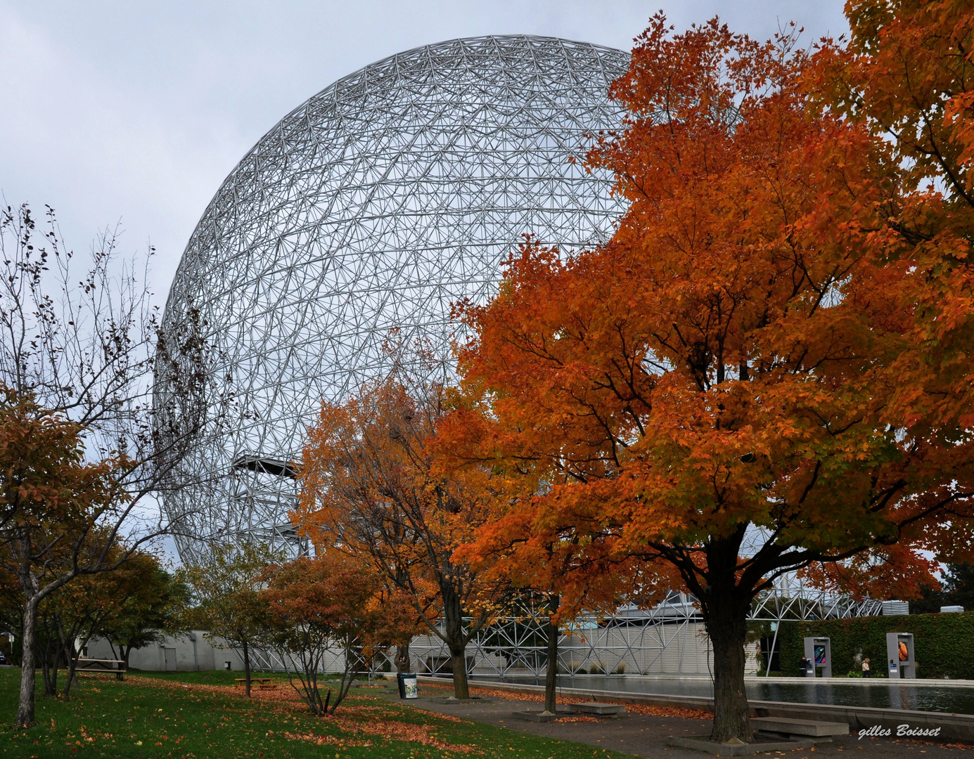 l'arbre et la biosphère