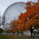 l'arbre et la biosphère