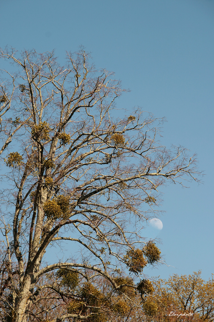 L'arbre et la lune