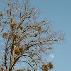 L'arbre et la lune