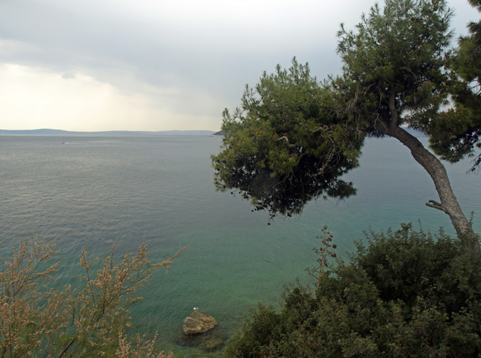 L'arbre et la mer ... Der Baum und die Sonne ...