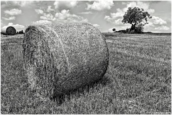 L'arbre et la meule 2