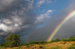 l'arbre et l'arc en ciel