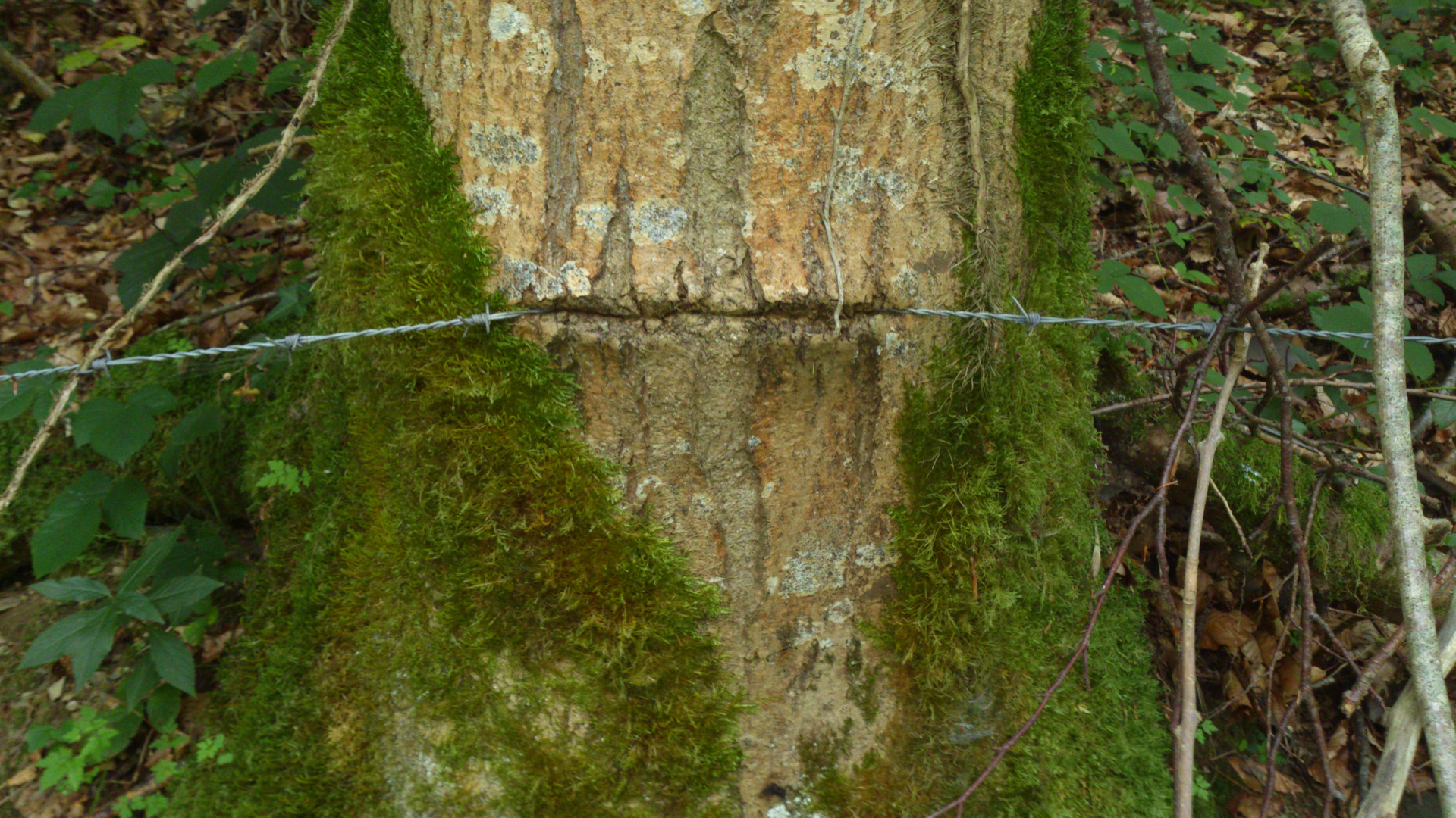 L'arbre et le barbelé