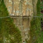 L'arbre et le barbelé