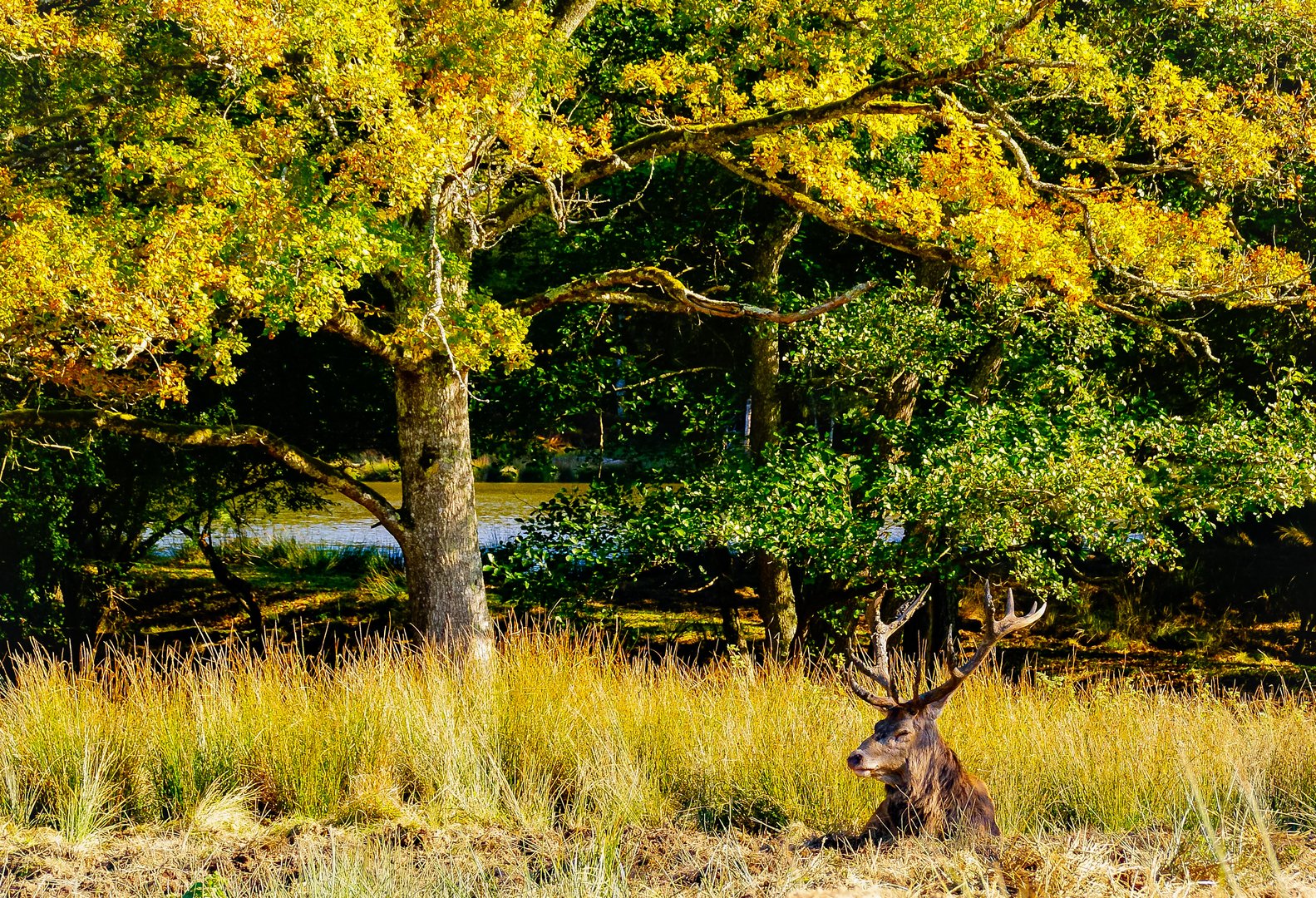 L'arbre et le cerf