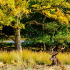 L'arbre et le cerf