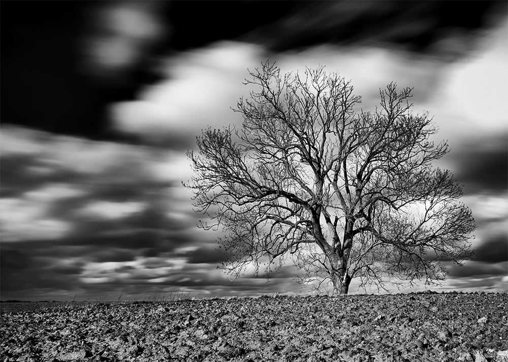 l'Arbre et le champ