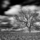 l'Arbre et le champ